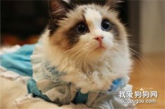 <b>布偶猫产后如何护理?</b>