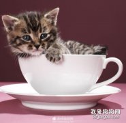 <b>茶杯猫怀孕有什么前兆?</b>