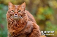 索马里猫交配注意事项