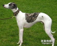 格力犬怎么养 格力犬饲养方法及注意事项