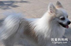 狐狸犬和博美的区别是什么?