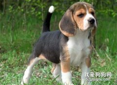 比格犬怎么养 比格猎犬饲养方法及注意事项