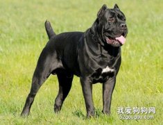 <b>卡斯罗犬怎么养 卡斯罗犬饲养方法及注意事项</b>