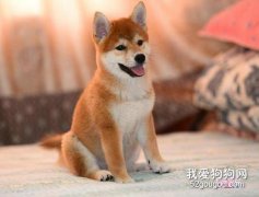 豆柴犬和普通柴犬区别是什么?