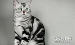 美国短毛猫怀孕要注意什么?