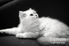 金吉拉猫发情有什么表现?