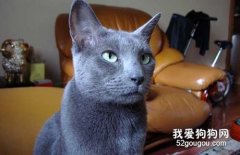 俄罗斯蓝猫繁殖要注意哪些问题?