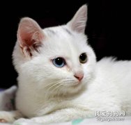 波斯猫的特点有哪些?