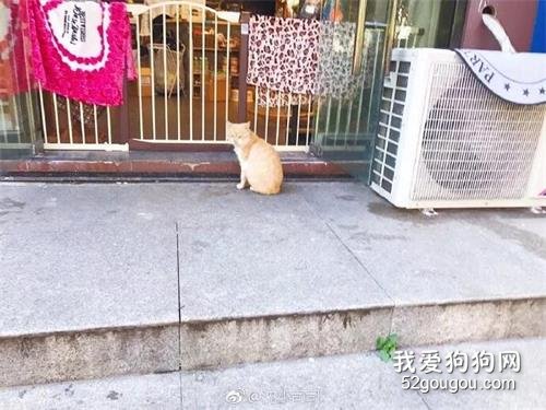 橘猫讨食讨到宠物医院门口，结果丢了个蛋...