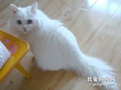 猫咪绝育后怎么照顾?