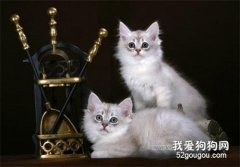 蒂凡尼猫产后怎么催奶 蒂凡尼猫催奶方法