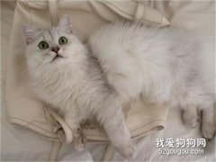 蒂凡尼猫怎么预防流产?