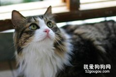 挪威森林猫绝育后怎么护理?