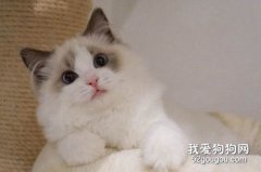 <b>布偶猫生病了怎么办?</b>