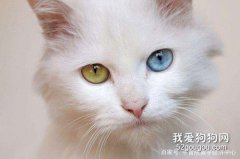 波斯猫得了霉菌病怎么治疗?