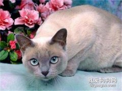 东奇尼猫怎么修毛 东奇尼猫修毛方法