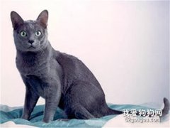 科拉特猫毛发怎么护理 科拉特猫毛发护理技巧