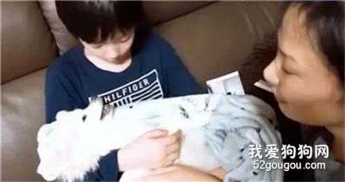 <b>16岁爱犬临终前，主人唱着它最爱的歌，狗狗拼尽全力“点头”回应</b>