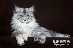 <b>缅因猫肠炎的症状与治疗</b>