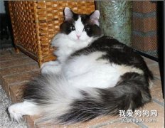 褴褛猫咳嗽如何治疗?