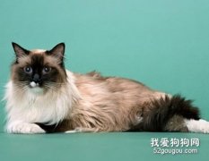 伯曼猫奶水不足怎么办 伯曼猫催奶方法