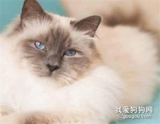 怎么帮伯曼猫接生 伯曼猫接生技巧?