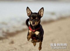 迷你杜宾犬和小鹿犬的区别是什么?