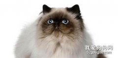 <b>喜马拉雅猫咳嗽怎么办 猫咪咳嗽的诊断方法</b>