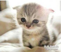 <b>猫咪常见的皮肤病类型症状以及预防治疗</b>