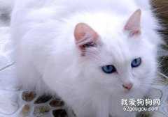 山东狮子猫尿频怎么办?