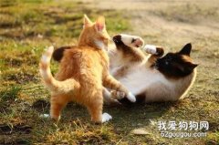 宠物猫咪发情有什么表现?