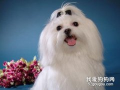 <b>马尔济斯犬饲养方法及注意事项</b>