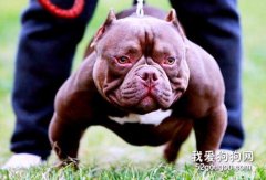 美国恶霸犬怎么养 美国恶霸犬喂养方法