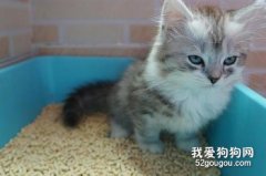<b>猫为什么会自己埋屎 真相竟然是……</b>