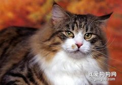 挪威森林猫怎么养 挪威森林猫饲养方法
