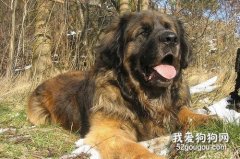<b>兰波格犬怎么养 兰波格犬喂养方法</b>
