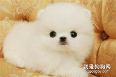 博美吃什么狗粮最好?