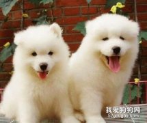 <b>萨摩耶幼犬喂养方法及注意事项</b>