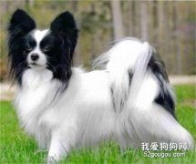 蝴蝶犬得了犬瘟热处理方法