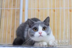 <b>英国短毛猫怎么养 英短喂养秘诀</b>