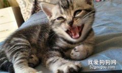 美国短毛猫怎么治疗猫瘟?