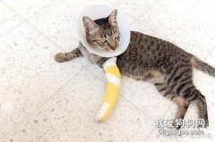 <b>猫骨折怎么办 猫咪骨折紧急处理办法</b>