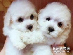 <b>比熊幼犬怎么喂食 比熊幼犬喂养心得</b>