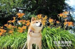 <b>柴犬怎么养 柴犬饲养心得</b>