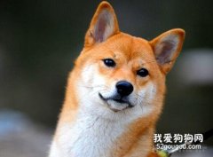 柴犬吃什么狗粮好 柴犬狗粮选择推荐