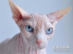 加拿大无毛猫怎么洗澡 斯芬克斯猫喂养记