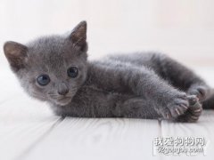 俄罗斯蓝猫怎么洗澡?