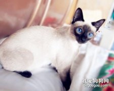 暹罗猫爱吃什么 暹罗猫喜爱食物介绍