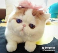 加菲猫怎么洗澡 异国短毛猫洗澡注意事项