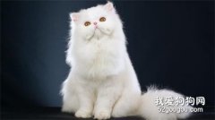 波斯猫喂食需要注意什么